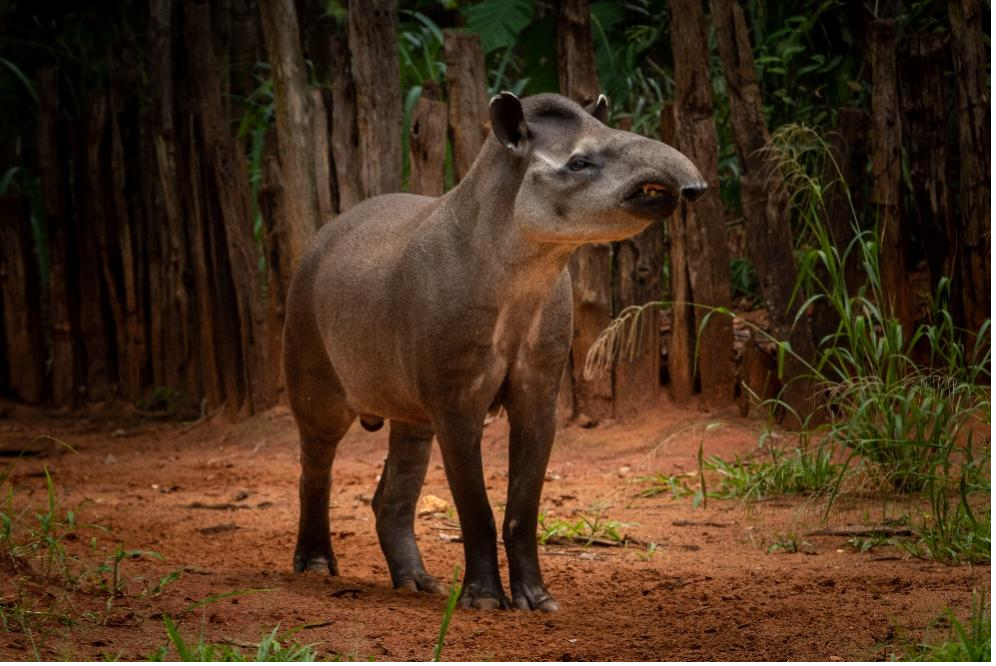 Wildlife Conservation Center in Brasil