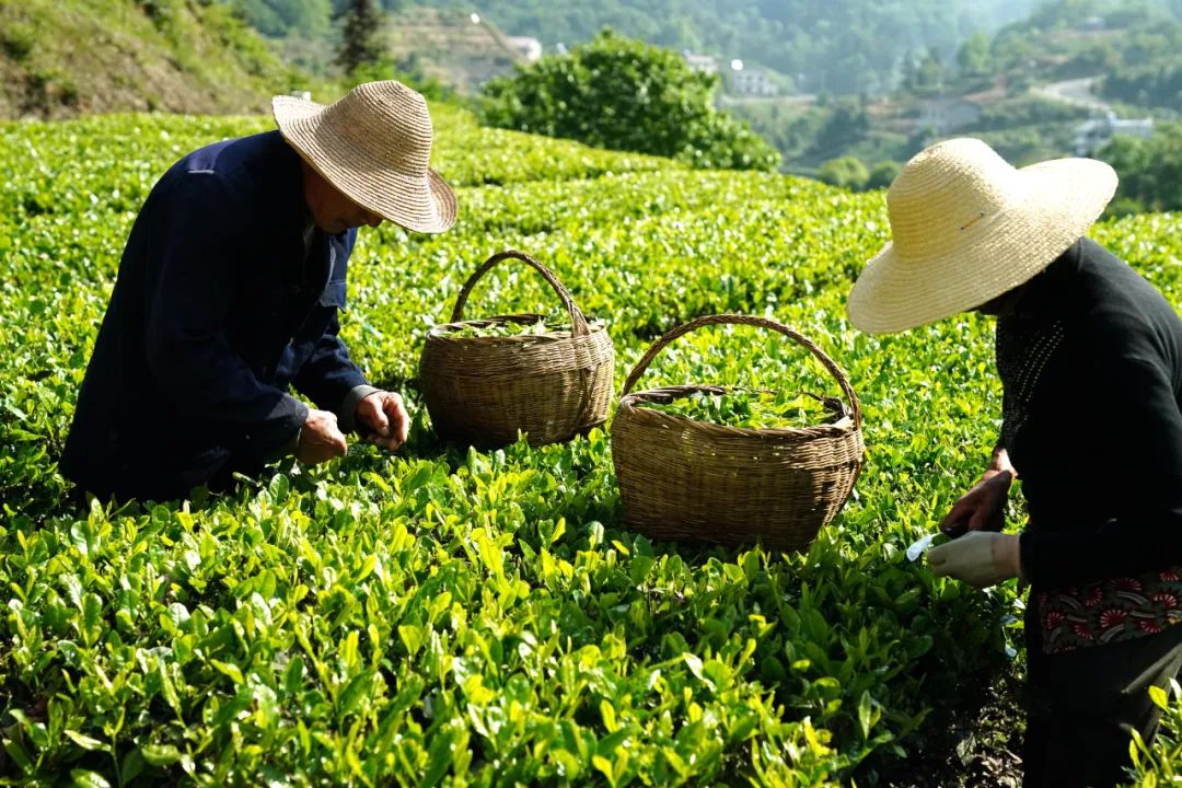 The ecological tea garden boosts income of villagers